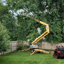 How Our Tree Care Process Works  in  Pinetop Lakeside, AZ