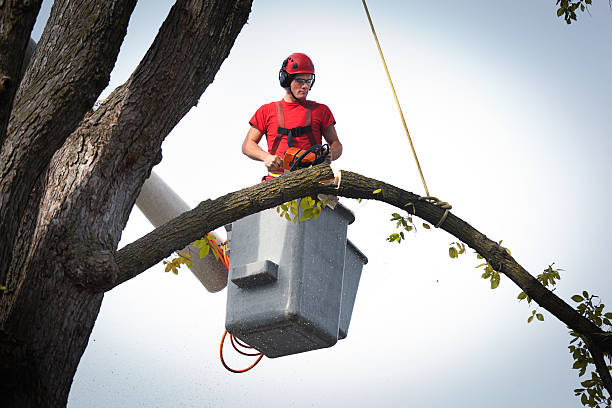 Leaf Removal in Pinetop Lakeside, AZ