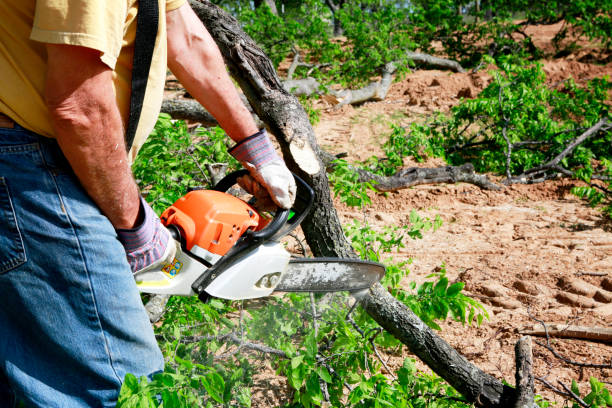 Trusted Pinetop Lakeside, AZ Tree Services Experts